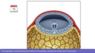 The Process of Gastrulation [upl. by O'Mahony]