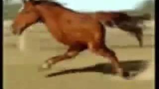 Retarded Running Horse 10 Hours [upl. by Aztiray645]