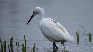 Aigrette Garzette en pêche une technique de pêche au top [upl. by Kcirttap969]