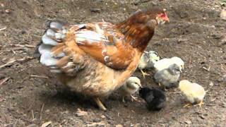 araucana hen with chicks [upl. by Brandt230]