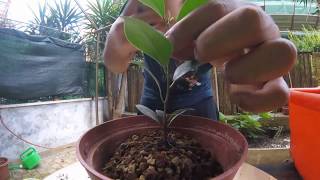 Starting two bonsai ficus from cuttings  late June 2017 [upl. by Andrew529]