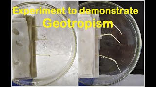 Geotropism experiment [upl. by Genvieve651]