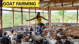 The Cost Of Starting A Profitable GOAT Farming BUSINESS For Beginners [upl. by Clarey]