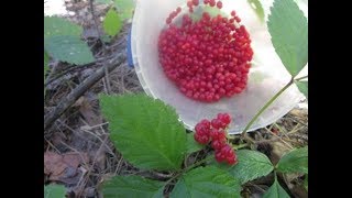 Костяника Rubus saxatilis Сбор костяники Костяника и плоды ландыша Июль 2017 [upl. by Luthanen389]