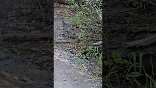 Ruffed Grouse Cascade Canyon Trail in Teton National Park [upl. by Yrffoeg]