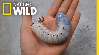 Watch a Hercules Beetle Metamorphose Before Your Eyes  Nat Geo Wild [upl. by Florencia]