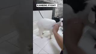 Kambing pygmy 😁 petcare groomingsalon [upl. by Kassey]