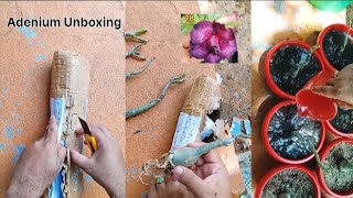 adenium unboxing plantation adenium unboxing plantation organic [upl. by Aribold]