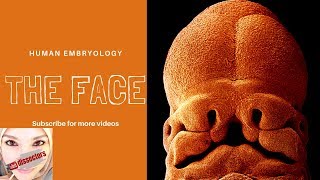 Special Embryology  Development of the face [upl. by Hosbein]