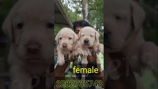 Lab🐶❤️ male and female 1 white male only 6000  Female 4000Alappuzha delivery available 6282735743 [upl. by Arlee]