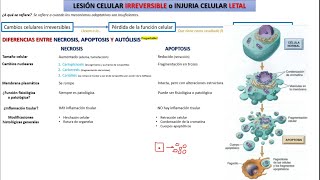 Patología  Injuria celular  Apoptosis vs Necrosis [upl. by Hasseman]