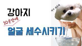 강아지 세수시키기 Wash Puppys Face미니비숑 개튜버 푸린 [upl. by Ibmat]