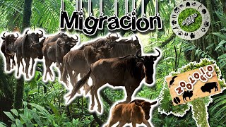 migración de animales – Sabias que [upl. by Frankel784]