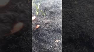 Carbonized Rice Hull very useful for plants [upl. by Madlen]