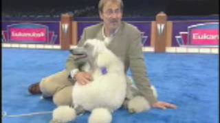 The Secrets of Dog Show Handlers [upl. by Limak]