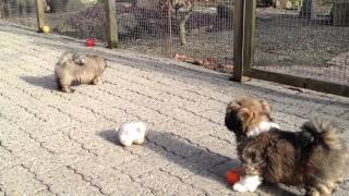 Lhasa Apso Puppies  nine weeks old [upl. by Alrrats]