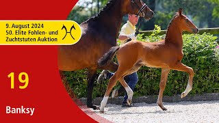 50th Elite Foal and BroodmareAuction  Aug 9th  No 19 Banksy by Bondo  Jovian [upl. by Kenneth]