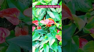 Anthurium से ज्यादा फूल कैसे पाए shortvideo garden gardening Anthurium viralplant [upl. by Schou331]