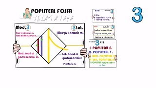 popliteal fossa [upl. by Lemuela]