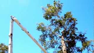 Aerial Crane and Bucket Truck Tree Removal in Bay St Louis MS [upl. by Llekcir]