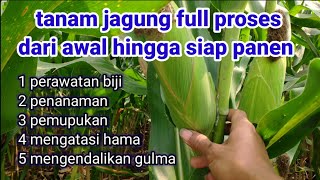 cara menanam jagung dari awal sampai panen [upl. by Isnyl]