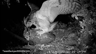 Great horned owls courting and mating up in the live oak tree [upl. by Htehpaj693]