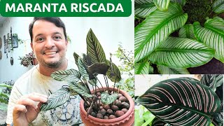 Como cultivar a MARANTA RISCADA I CALATHEA ORNATA SANDERIANA I Ricardo Brito [upl. by Riehl284]