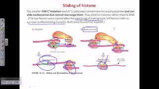 ATP dependent chromatin remodelling [upl. by Allemrac]