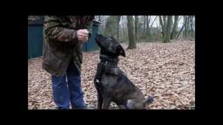 Dutch Shepherd Tygo KNPV training in Holland [upl. by Nollie]