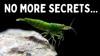 Everything You Should Know Before You Get Shrimp 7 Tips for Keeping Shrimp in an Aquarium [upl. by Eidroj]