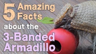 3 banded armadillo  5 AMAZING FACTS [upl. by Dorn800]