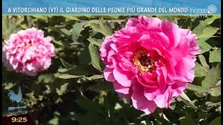 A Vitorchiano VT il giardino delle peonie più grande del mondo [upl. by Asoramla]