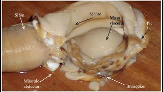 Clase Bivalvia Anatomía externa e interna Clase 4 [upl. by Hserus]