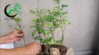 Snow Bush Breynia disticha Jungle Bonsai  pruning care  how to make Jungle Bonsai [upl. by Kitty]