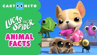 Animal Facts  Lucas the Spider  Cartoonito [upl. by Kaliope]