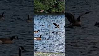 ❤️ Geese family on the lake ❤️ geese wildbirds wildlife wildgoose [upl. by Etnaihc]