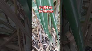 गन्ना 8005 ।। Sugarcane 8005 variety sugarcane [upl. by Blakely]