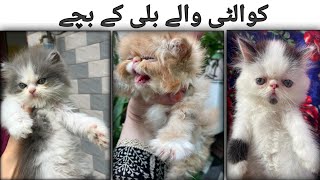 Persian kittens for sale in Pakistan  Kittens for sale  Persian kittens for sale in Pakistan [upl. by Py]