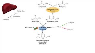 Ketone Body Synthesis  Ketogenesis  Formation Pathway and Regulation [upl. by Atinele]