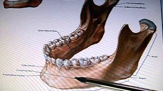 Mandíbula  Acidentes ósseos [upl. by Mchugh]