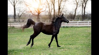 Il Suono Del Cavallo Al Trotto [upl. by Solhcin]