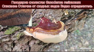 Ганодерма смолистая Ganoderma resinaceum Описание Отличие от сходных видов Видео определитель [upl. by Mason]