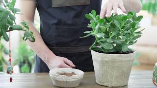 Jade Plant Care How to Care for Jade Plants  The Spruce IndoorPlantCare [upl. by Brenden950]