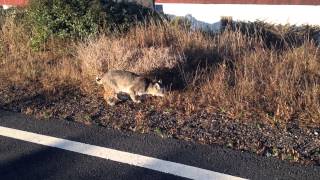 Bobcat encounter [upl. by Nawram202]