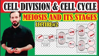 Meiosis  Meiosis made easy  Stages of Meiosis explained full  Gametogenesis  LECTURE2 [upl. by Asila]