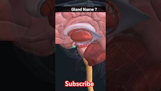 pituitary gland  pituitary gland anatomy foryou shorts [upl. by Mychal694]