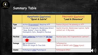 Cell Death  Necrosis vs Apoptosis [upl. by Nnahgem]