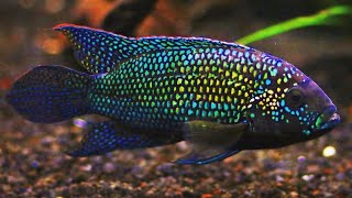 Top 10 Tank Mates for Jack Dempsey Cichlids [upl. by Alyce80]