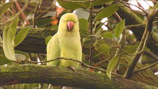 Natuurvideo  De halsbandparkiet [upl. by Denys]