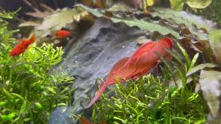 Kampffisch Mann Orange Star  Siamesischer Betta splendens [upl. by Clymer]